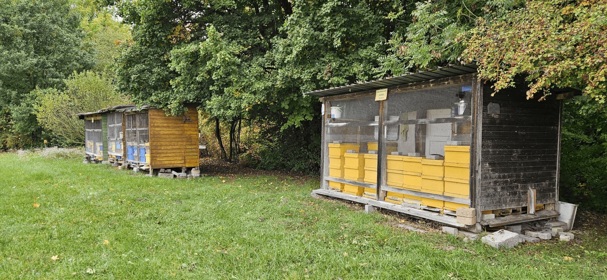 Bienenstände der Martin Imkerei – Honig direkt vom Imker